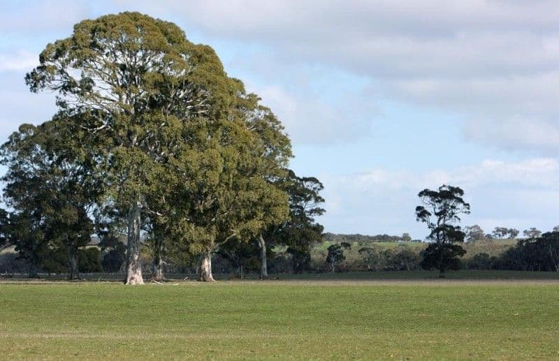 Sheridan Padthaway Road, PADTHAWAY SA 5271, Padthaway - Thumbnail 2
