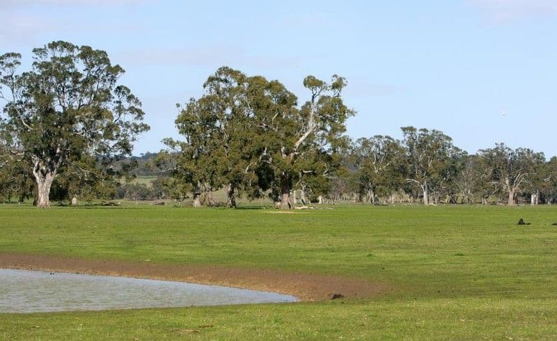 Sheridan Padthaway Road, PADTHAWAY SA 5271, Padthaway - Thumbnail 8
