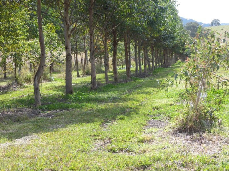 CONONDALE QLD 4552, Conondale - Thumbnail 6
