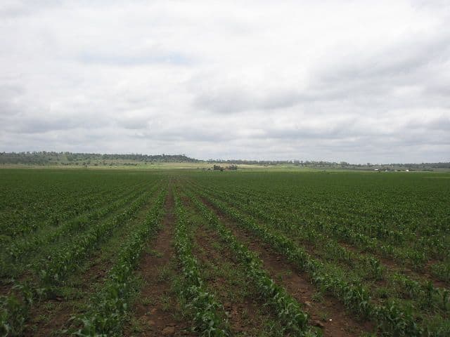 0 Cockburns Road, OAKEY QLD 4401, Oakey - Thumbnail 2