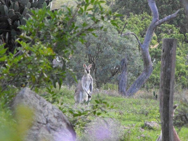 COOYAR QLD 4402, Cooyar - Thumbnail 5