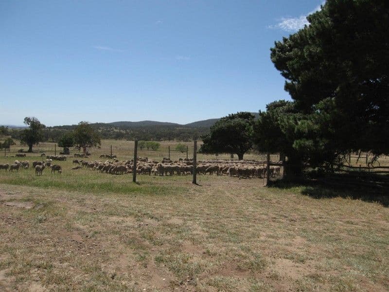 151 Winter Road, BUNGENDORE NSW 2621, Bungendore - Thumbnail 7