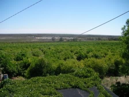 56 Third Street, MERBEIN VIC 3505, Merbein - Thumbnail 7