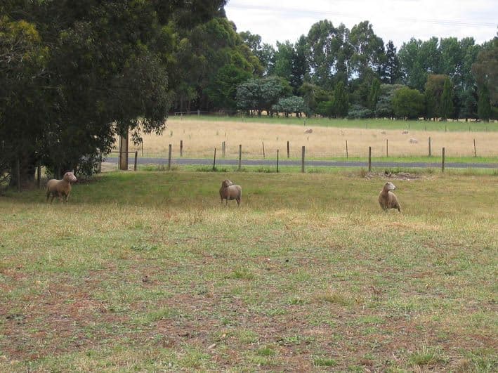 408 and 409 Guerin Lane, GLENCOE SA 5291, Glencoe - Thumbnail 7