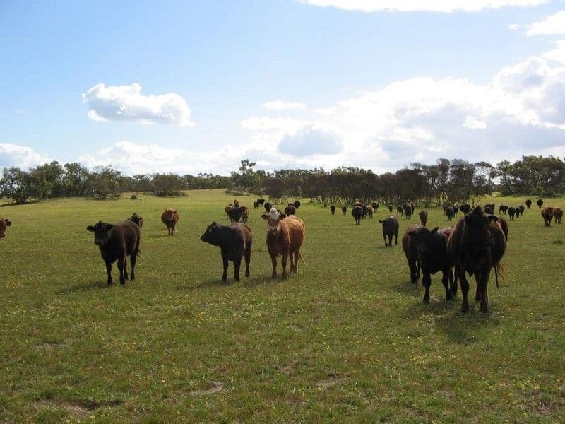 "Wooloogla" Serviceton North Road, TELOPEA DOWNS VIC 3420, Telopea Downs - Image 1