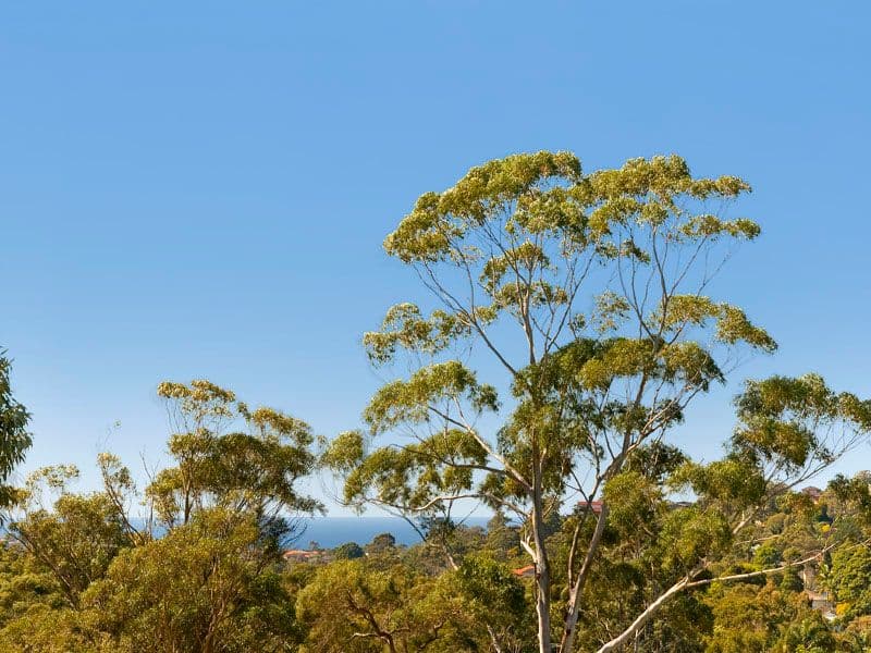 5 Boyer Road, BEACON HILL NSW 2100, Beacon Hill - Thumbnail 3