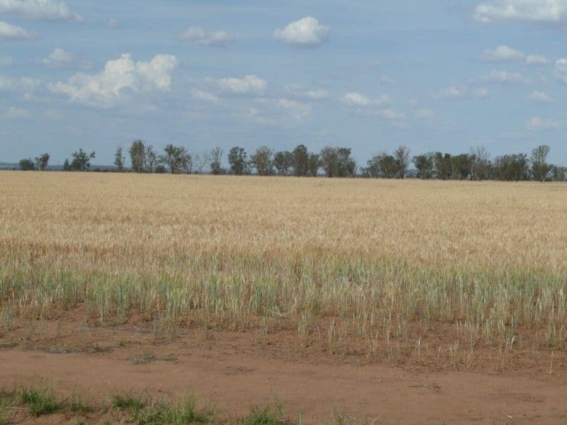 "DEROWIE" Shanahans Road, FORBES NSW 2871, Forbes - Thumbnail 2