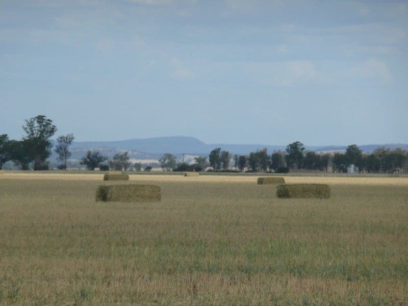 "DEROWIE" Shanahans Road, FORBES NSW 2871, Forbes - Thumbnail 4