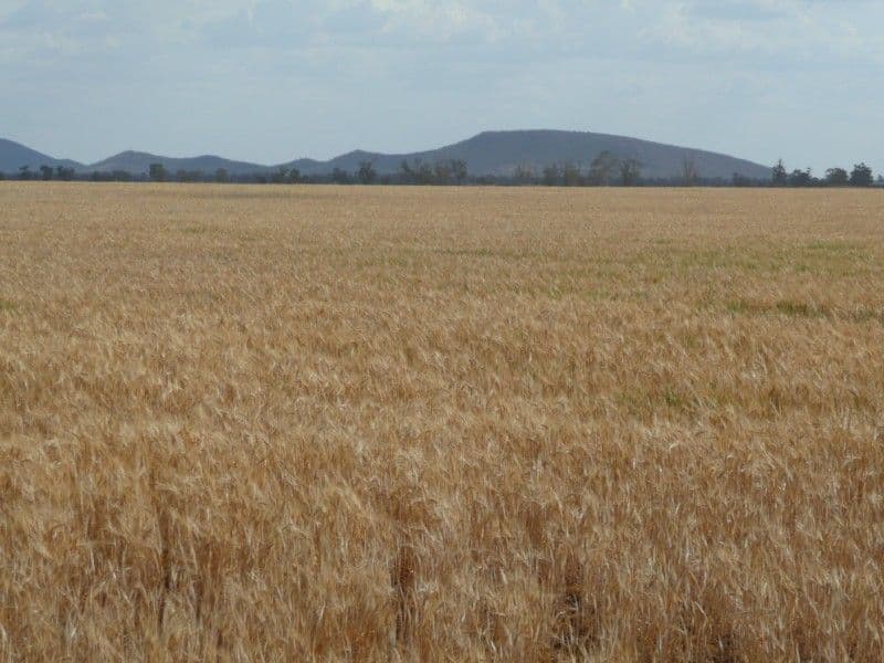 "DEROWIE" Shanahans Road, FORBES NSW 2871, Forbes - Thumbnail 5