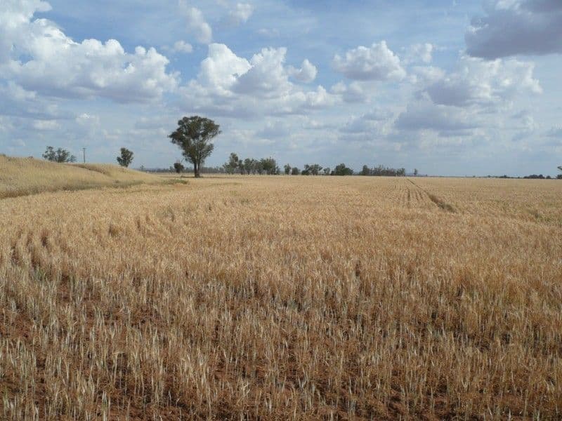 "DEROWIE" Shanahans Road, FORBES NSW 2871, Forbes - Thumbnail 6