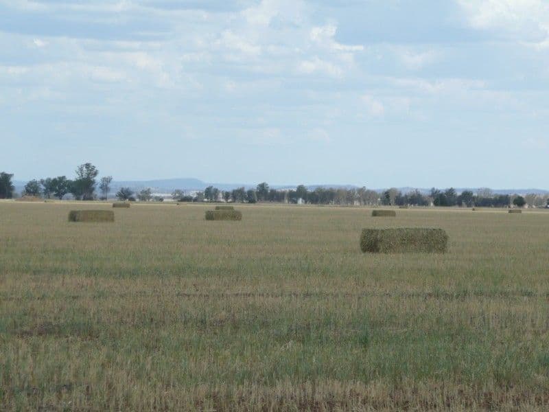 "DEROWIE" Shanahans Road, FORBES NSW 2871, Forbes - Thumbnail 7