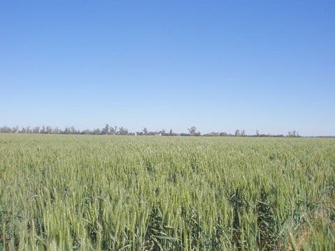0 Pittsworth-Tummaville Road, PITTSWORTH QLD 4356, Pittsworth - Image 1