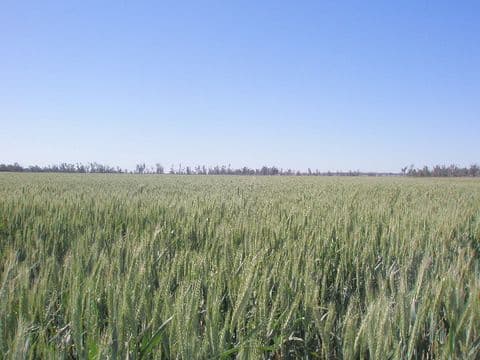 0 Pittsworth-Tummaville Road, PITTSWORTH QLD 4356, Pittsworth - Thumbnail 5