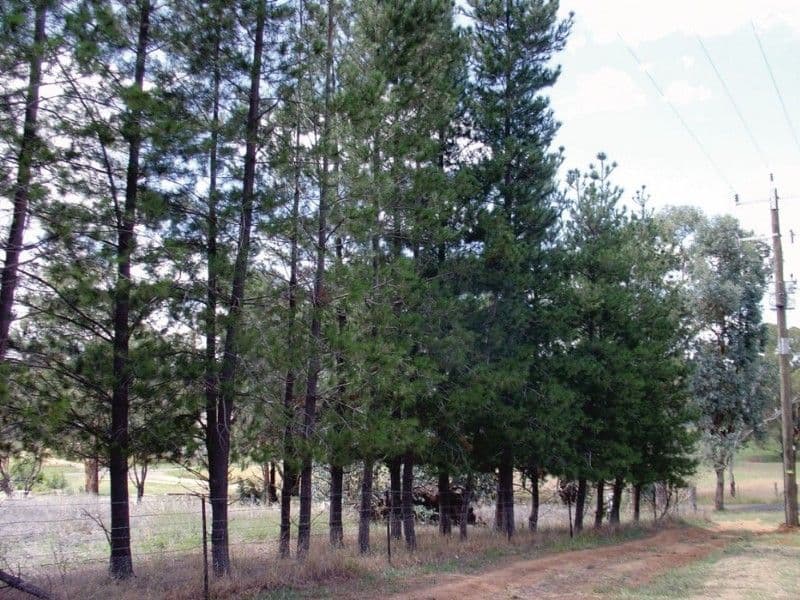 62 Stephen Street, BINALONG NSW 2584, Binalong - Thumbnail 3