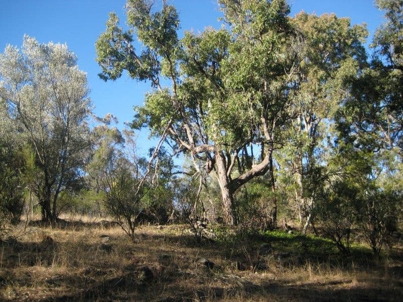 INVERELL NSW 2360, Inverell - Image 1