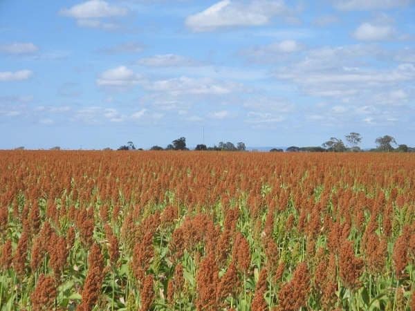 0 Mann Silo Road, BROOKSTEAD QLD 4364, Brookstead - Image 1