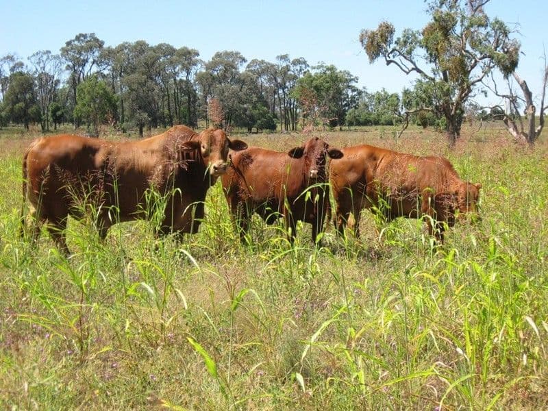 0 Peranga-Brymaroo Road, PERANGA QLD 4352, Peranga - Thumbnail 2