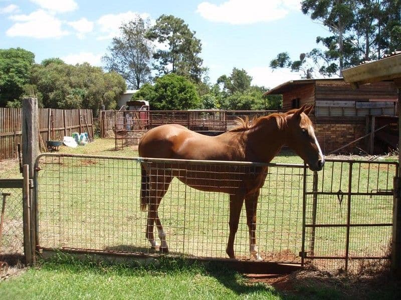 23 McDowall Street, NEWTOWN QLD 4350, Newtown - Thumbnail 2