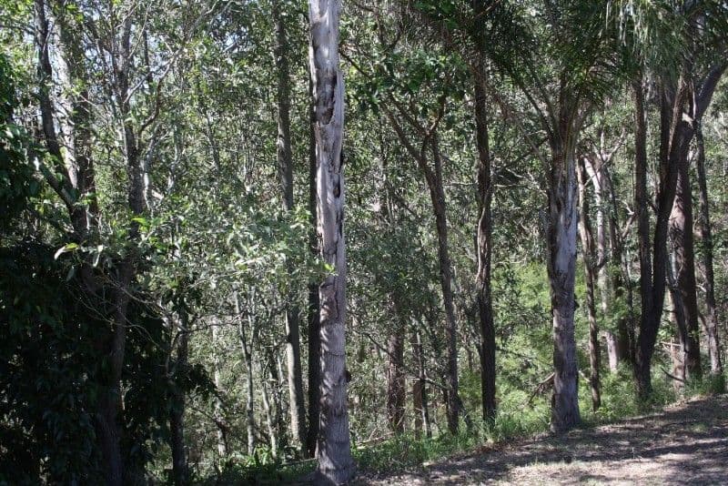 420 Chatswood Road, SHAILER PARK QLD 4128, Shailer Park - Thumbnail 3