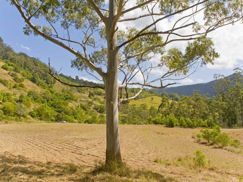 191 Petsch Creek Road, TALLEBUDGERA VALLEY QLD 4228, Tallebudgera Valley - Thumbnail 4