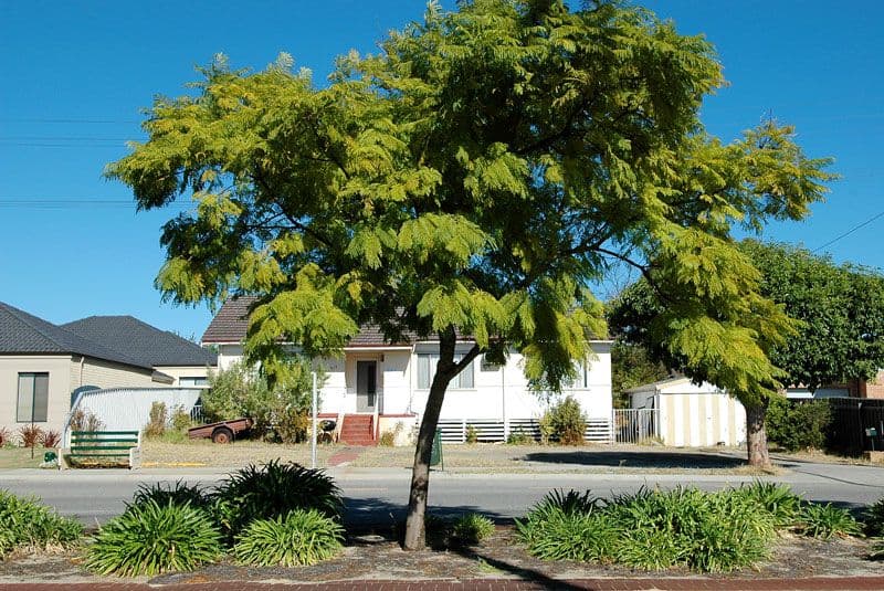 315 Grand Prom, DIANELLA WA 6059, Dianella - Thumbnail 3