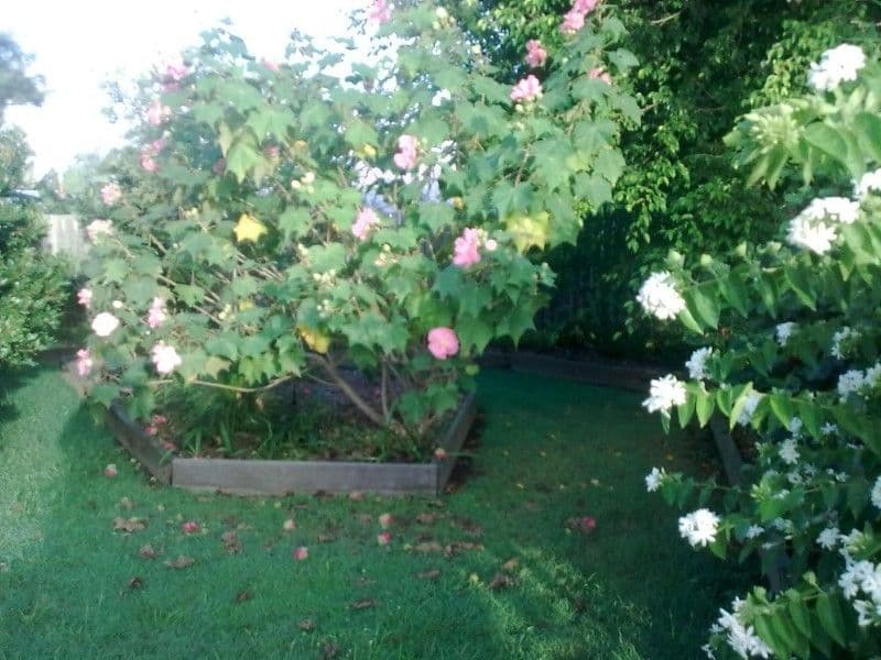 51 Edward Street, MARYBOROUGH QLD 4650, Maryborough - Thumbnail 5