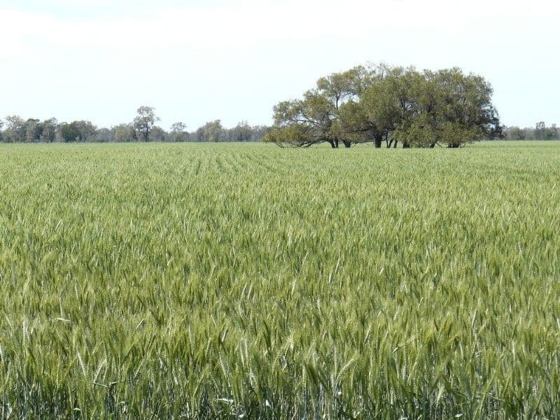 MOREE NSW 2400, Moree - Image 1