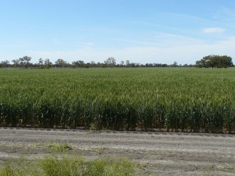 MOREE NSW 2400, Moree - Thumbnail 2