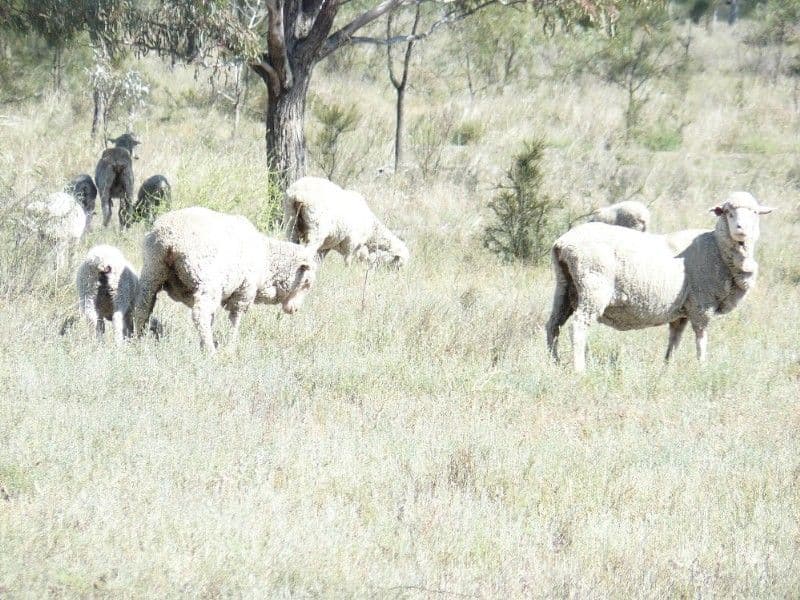 MOREE NSW 2400, Moree - Thumbnail 3