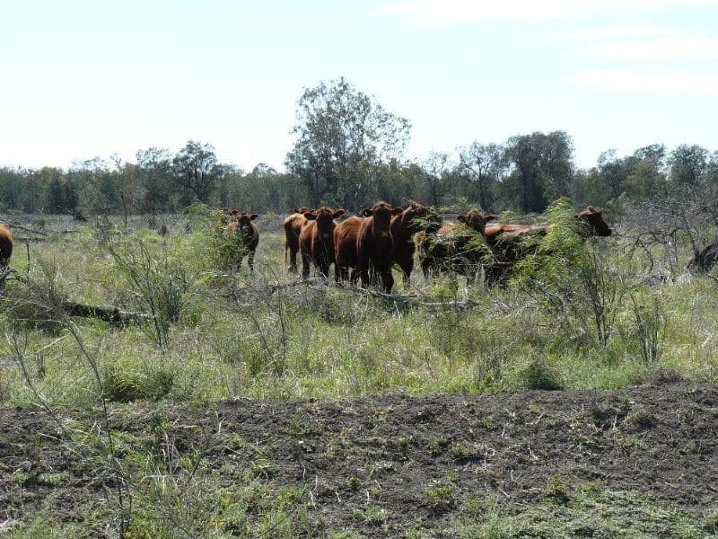MOREE NSW 2400, Moree - Thumbnail 8