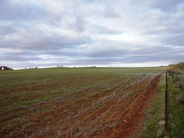 ROBERTSTOWN SA 5381, Robertstown - Thumbnail 4