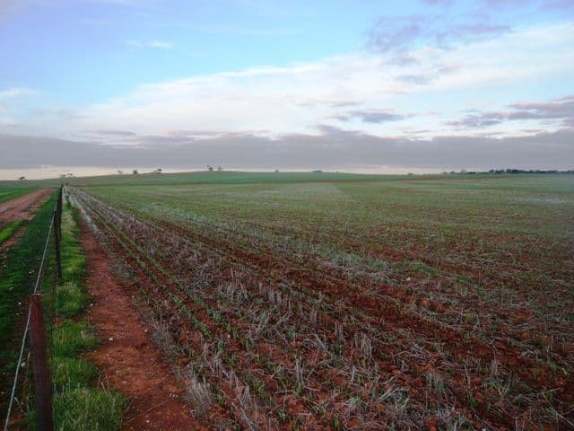 ROBERTSTOWN SA 5381, Robertstown - Thumbnail 7