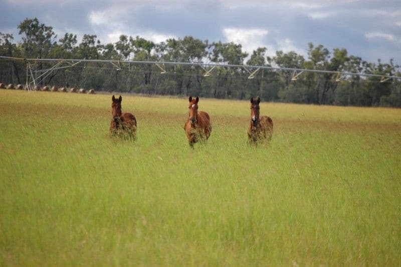 DIMBULAH QLD 4872, Dimbulah - Thumbnail 3