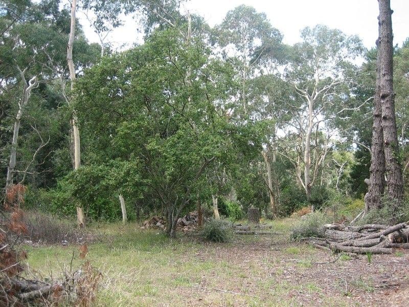 3 Mt York Road, MOUNT VICTORIA NSW 2786, Mount Victoria - Thumbnail 4