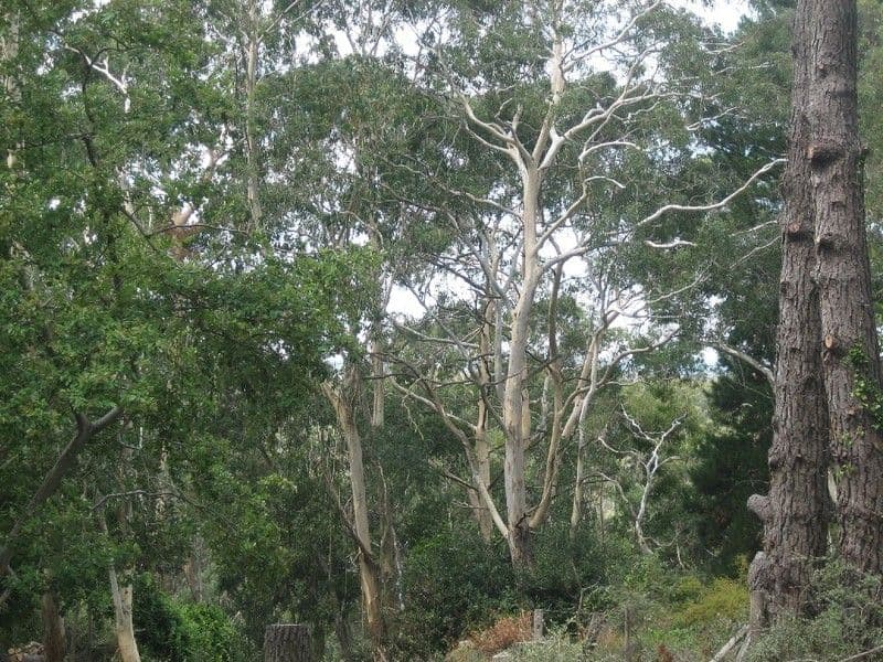 3 Mt York Road, MOUNT VICTORIA NSW 2786, Mount Victoria - Thumbnail 5