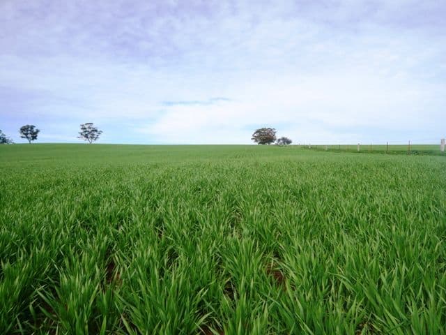 AUBURN SA 5451, Auburn - Image 1