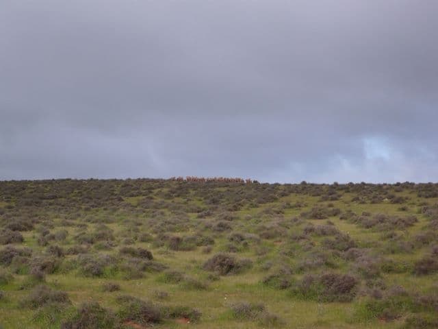 "Hugh's" Stock Route Road, HALLETT SA 5419, Hallett - Thumbnail 7