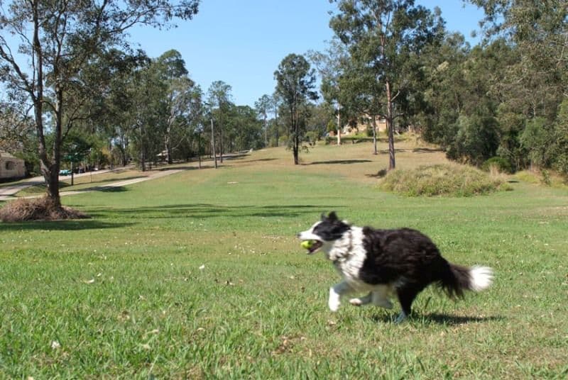 48 & 50 Church Street, GOODNA QLD 4300, Goodna - Thumbnail 3