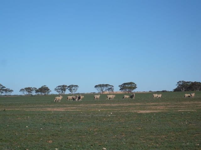 ROBERTSTOWN SA 5381, Robertstown - Thumbnail 8