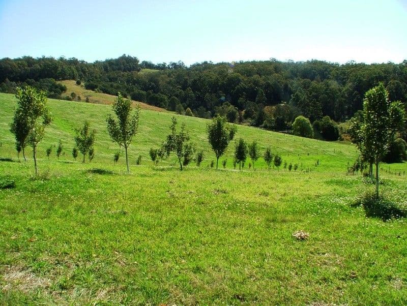 194 Talarm Road, TALARM NSW 2447, Talarm - Thumbnail 6