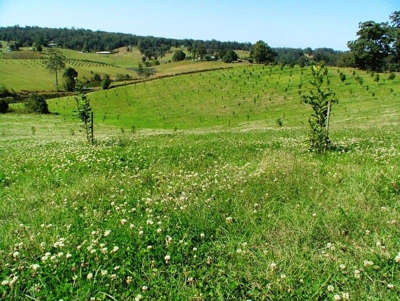 194 Talarm Road, TALARM NSW 2447, Talarm - Image 1