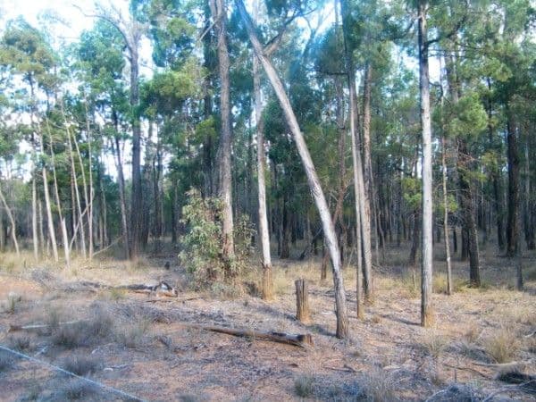 48 North Kogan Road, KOGAN QLD 4406, Kogan - Thumbnail 3