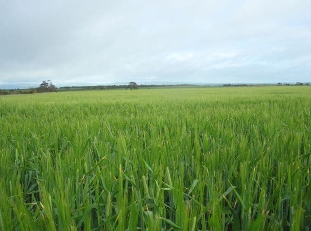 BRINKWORTH SA 5464, Brinkworth - Image 1