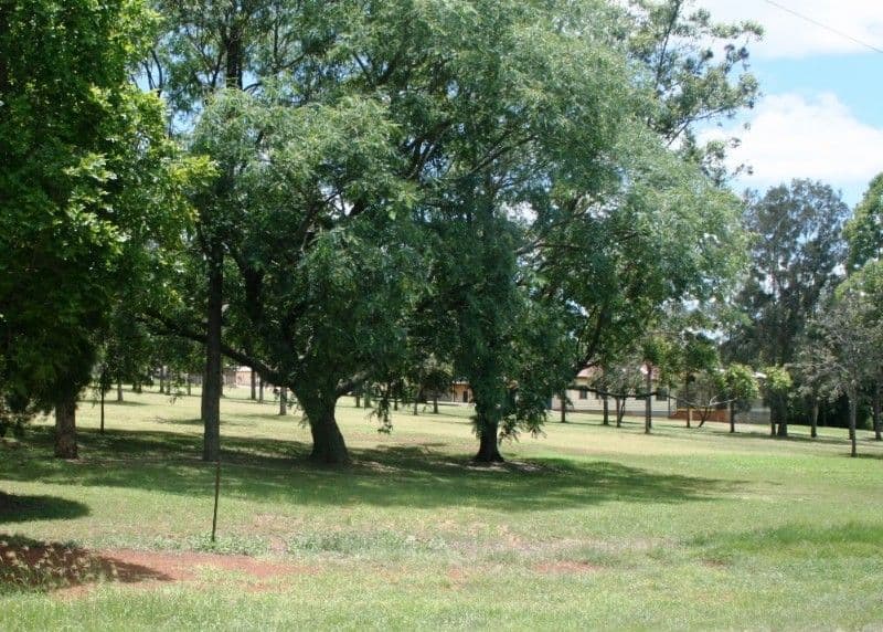 14 Davies Street, YARRAMAN QLD 4614, Yarraman - Thumbnail 3
