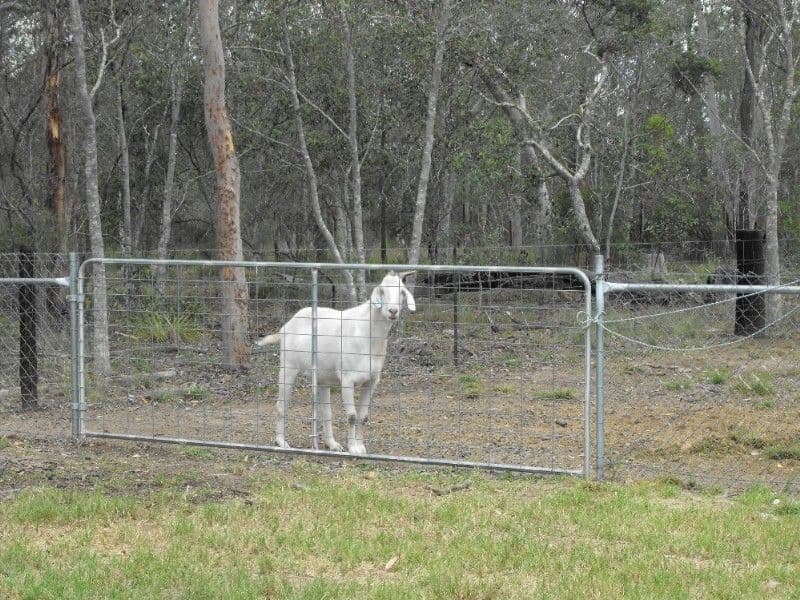 NANANGO QLD 4615, Nanango - Thumbnail 8