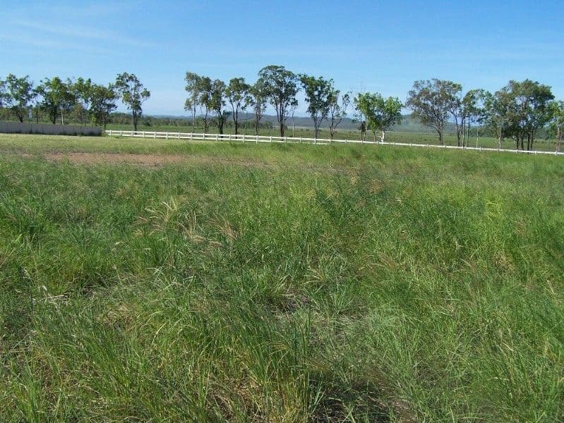 2 Hitching Rail Drive, YEPPOON QLD 4703, Yeppoon - Thumbnail 5
