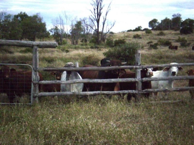 0 Blanche Road, GARNANT QLD 4702, Garnant - Thumbnail 7