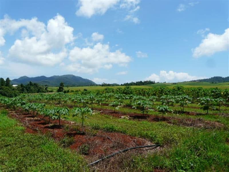Lot 4 Fallon Road, GARRADUNGA QLD 4860, Garradunga - Image 1