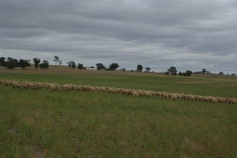 '' Salcoats", COOTAMUNDRA NSW 2590, Cootamundra - Thumbnail 2