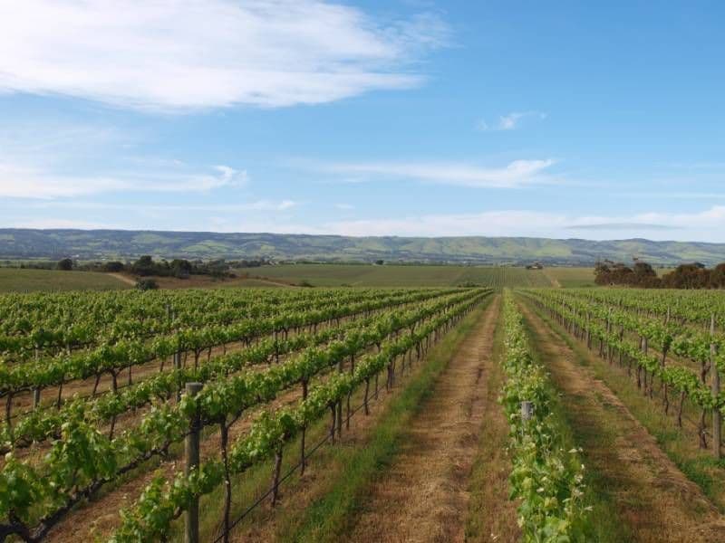 Lot 1 California Road, MCLAREN VALE SA 5171, McLaren Vale - Thumbnail 4